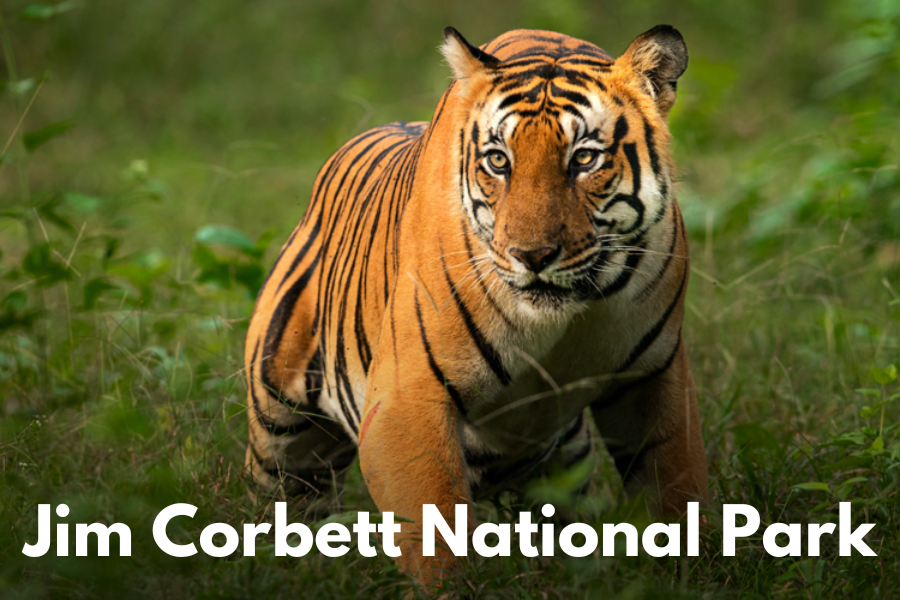 Jim Corbett National Park