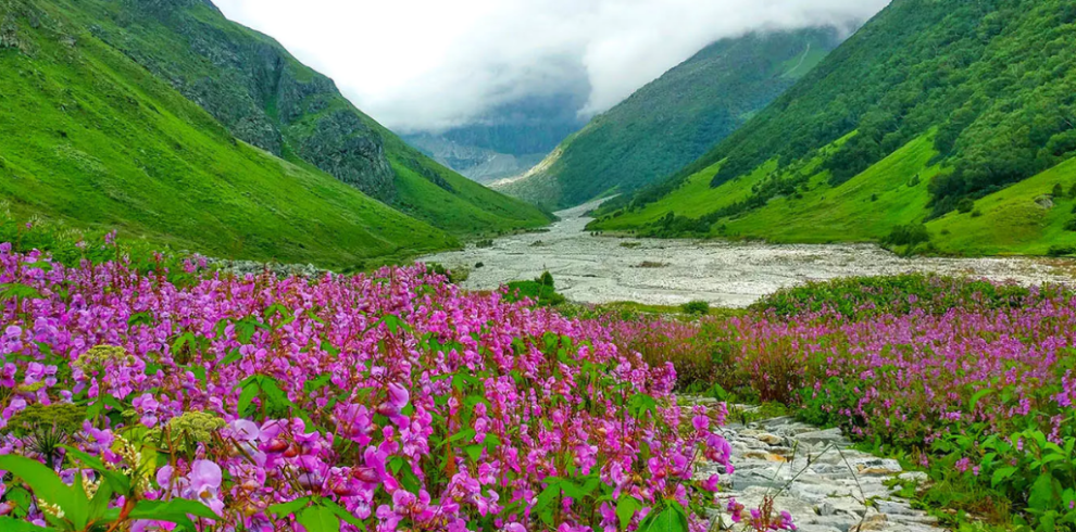 Valley of Flowers